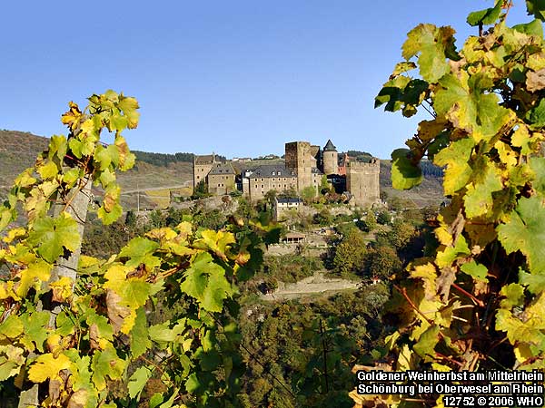 Goldener Weinherbst am Mittelrhein an der Schnburg bei Oberwesel am Rhein